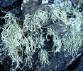Sea ivory lichen